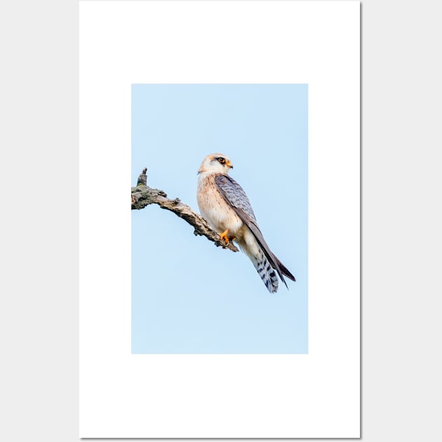 Red-footed falcon, Falco vespertinus Wall Art by GrahamPrentice